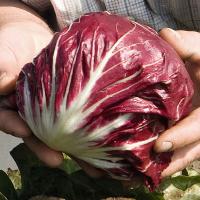 ЛЕОНАРДО F1 цикорий Бейо