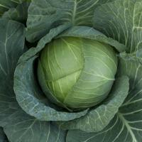 ОУТЕМ КВИН F1 капуста белокочанная Энза Заден