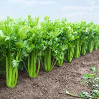 ТАНГО F1 сельдерей Бейо (драж.)