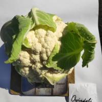 ОВИНДОЛИ F1 капуста цветная Семинис