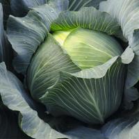 ЛЕОПОЛЬД F1 капуста белокочанная Бейо