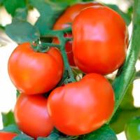 САГАТАН F1 томат Сингента