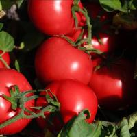 ПЛАТИНУМ F1 томат Нюнемс