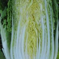 ТАБАЛУГА F1 капуста пекинская Саката