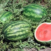 ТАНГО F1 арбуз Вильморин