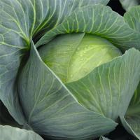 АМТРАК F1 капуста белокочанная Бейо 100 000