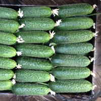 АЦТЕК F1 огурец Бейо (1000)