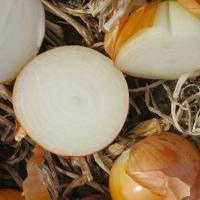 КАМПЕРО F1 лук Нюнемс (100 000 шт)