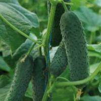 УРАН F1 огурец Саката (1000 шт)