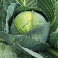 СТИНГ F1 капуста белокочанная Хазера