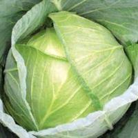 ФОРСАЖ F1 капуста белокочанная Гавриш