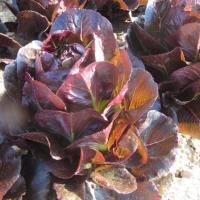 БАТЛСТАР F1 салат романо Энза Заден