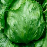 ШЕЛЛИ F1 салат айсберг Хазера (5 000 др)