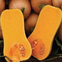 АРИЭЛЬ F1 тыква Саката