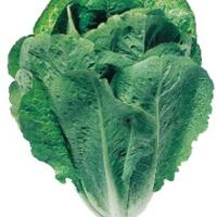 ЛИРАЗ F1 салат айсберг Хазера (5 000 др)