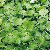 КИН-ДЗА-ДЗА F1 кориандр Гавриш (калибр. 1000 г)