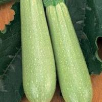 ИСКАНДЕР F1 кабачок Семинис (500 шт)