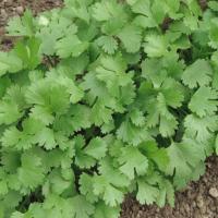 БАЗАР F1 кориандр Гриномика (250 г)