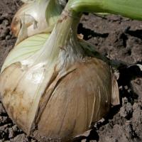 ВЕРДОН F1 лук Энза Заден