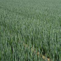 ПЕРФОРМЕР F1 лук на зелень Бейо (250 000)