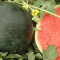 КОНГУИТА F1 арбуз Райк Цваан, PR, 100 шт