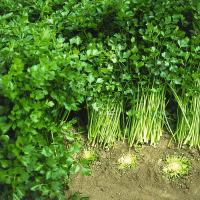 АФИНА F1 сельдерей Бейо