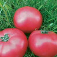 ПИНК КРИСТАЛ F1 томат Вильморин