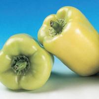 ФЛАМИНГО F1 перец Вильморин