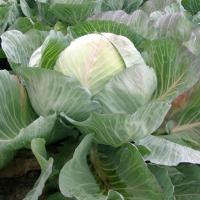 СЕЛЬМА F1 капуста белокочанная Райк Цваан, GD, 2500 шт