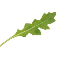 ЛЕТИЦИЯ F1 рукола Энза Заден (драж)