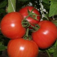 ПИНК УНИКУМ F1 томат Семинис 500 шт