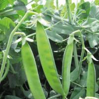 ВАДА F1 горох Нюнемс