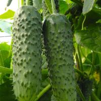 АМУР F1 огурец Бейо