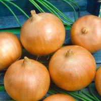 КРЕМЕНЬ F1 лук Гавриш