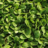 ШЕЛБИ F1 шпинат Энза Заден