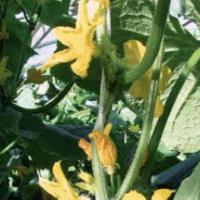 ТАРЗАН F1 огурец Гавриш