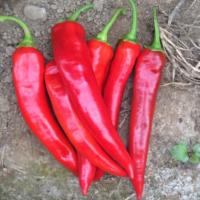 ШАКИРА F1 перец Энза Заден