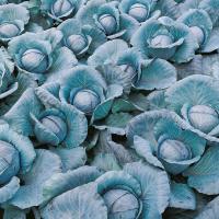 ПРИМЕРО F1 капуста краснокочанная Бейо