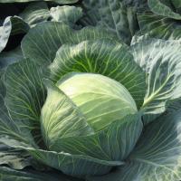 ХИНОВА F1 капуста белокочанная Бейо