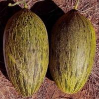 СИСАЛО F1 дыня Энза Заден