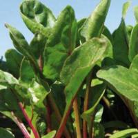 РУБАРБ F1 мангольд Саката