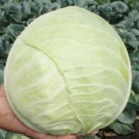 ХИПО F1 капуста белокочанная Саката