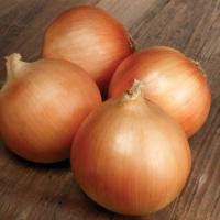 ЭВЕЙШН F1 лук Саката