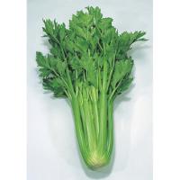 ДАРКЛЕТ F1 сельдерей Энза Заден