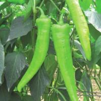 САФЬЯН F1 перец Вильморин