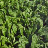 ПУМА F1 шпинат Райк Цваан, PR, 25 тыс.шт