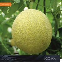 АЗОВКА F1 дыня Гавриш