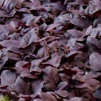 ЖИГОЛО F1 базилик Гавриш (100 г)