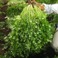 КОММАНДЕР F1 кориандр Бейо