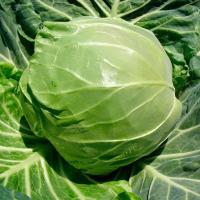 РАПИДИОН F1 капуста белокочанная Семинис